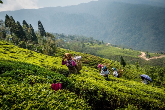 Eine der Tee-Plantagen von DOTEPL in Darjeeling, Nordindien.