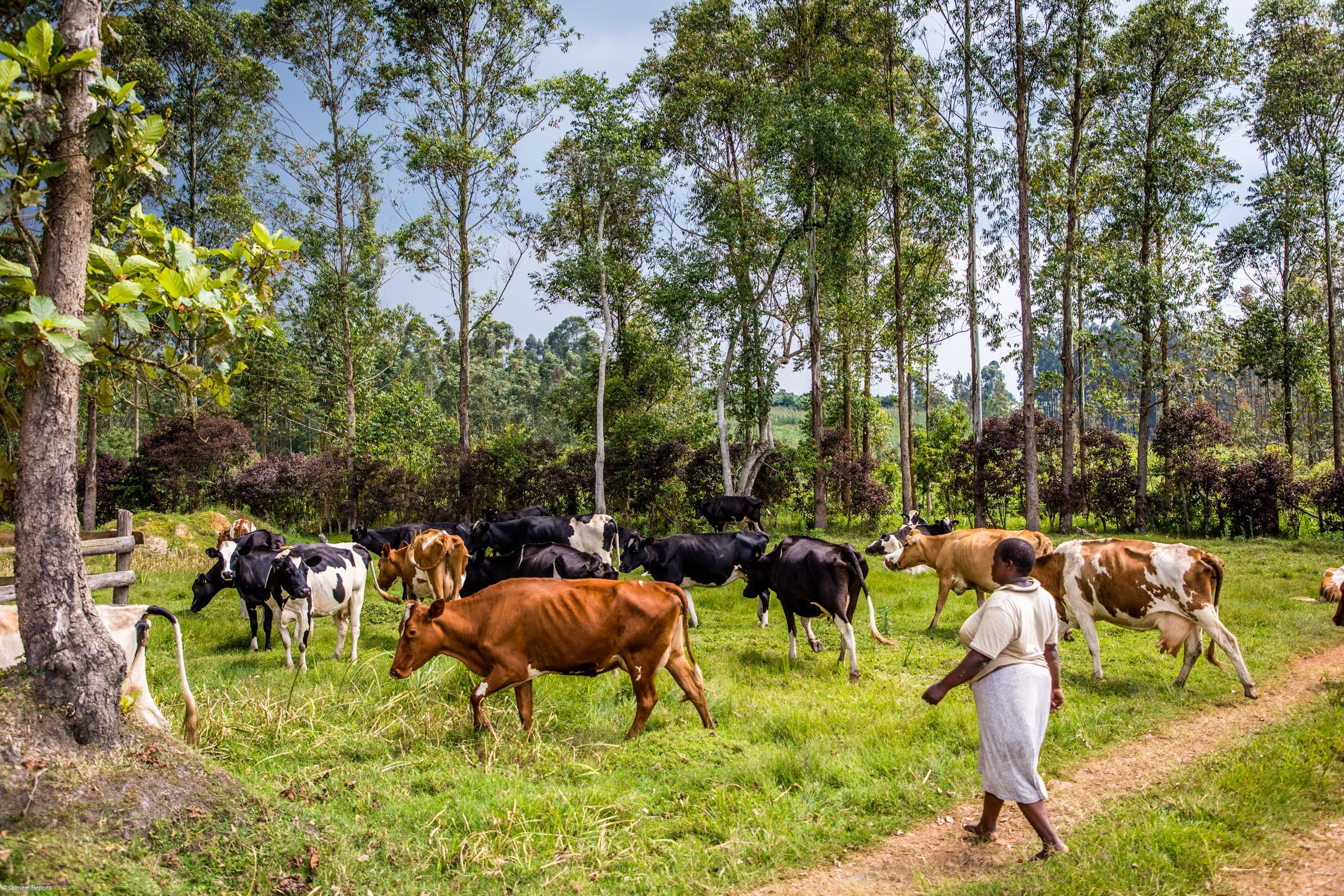 Margret Kalumba in Uganda hat mit Darlehen der Mikrofinanzinstitution Hofokam ihren Milchbauernhof auf- und ausbauen können. Oikocredit-Partner Hofokam unterstützt Menschen in besonders armen Regionen auf dem Land. HOFO-UG-55.jpg