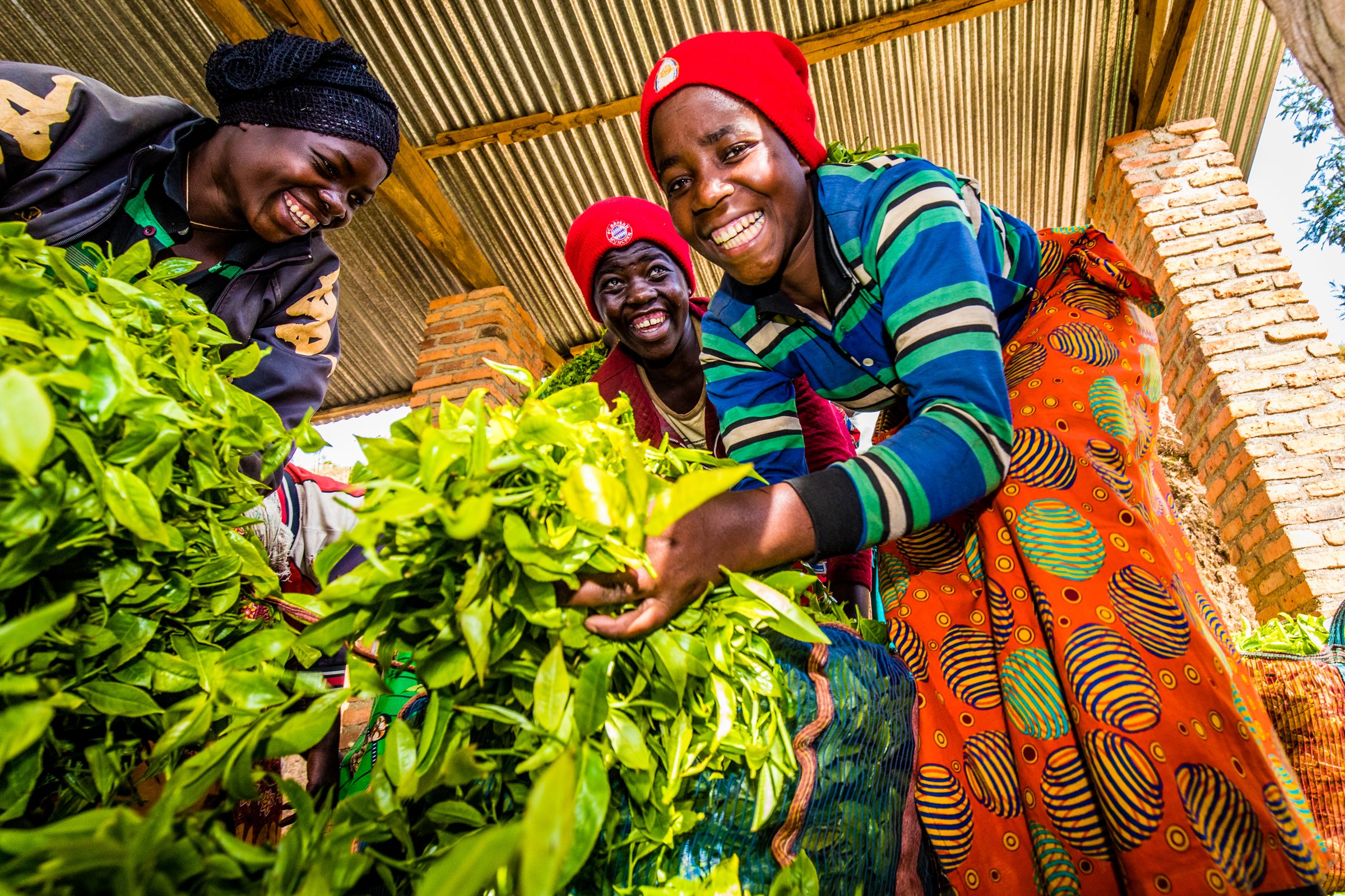 Durch Stiftungsgelder gefördert: die Teeplantagen der Karongi Tea Factory in Ruanda. KARO-RW-70.jpg