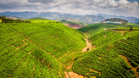 Teeanbau auf den grünen Hügeln von Ruanda KARO-RW-83